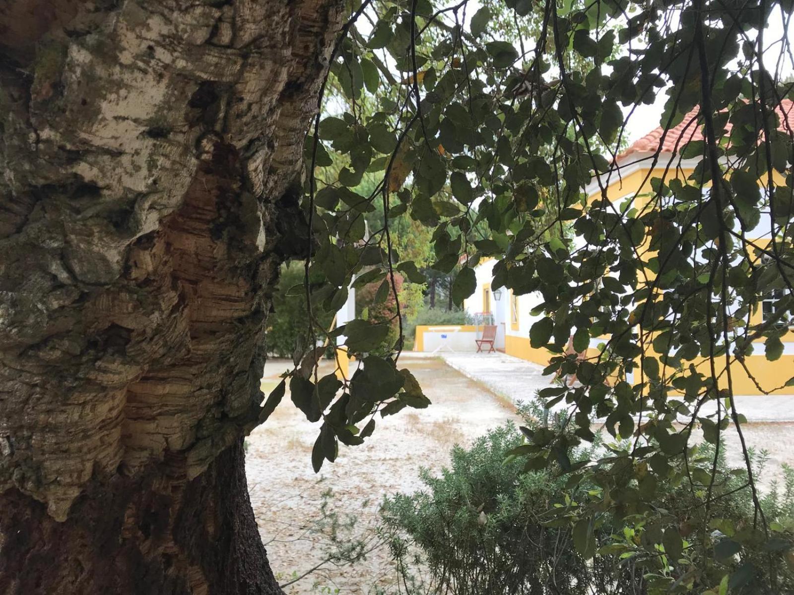 Herdade De Montalvo - コンポルタ エクステリア 写真